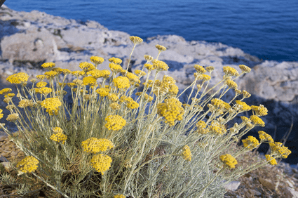 Des images de diffrentes plantes